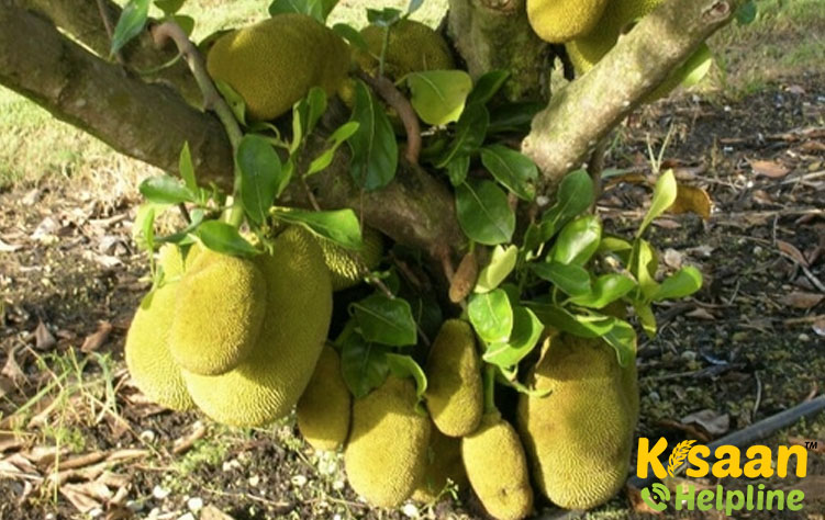 Velipala (वेलीपाला)